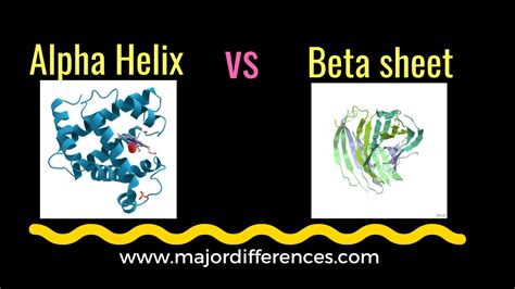 beta sheet vs alpha helix|10 Differences between Alpha Helix and beta.